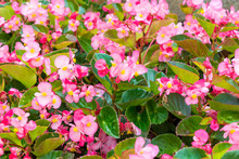 Pink Wax Begonia Or Fibrous Flower Field