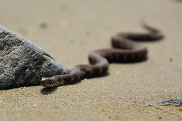 snake on the beach