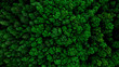 © marcin jucha - Aerial Drone View of Forest at Spring.Top Down View
