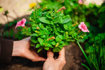 Wall Mural - Beautiful pink flower in the garden being replanted by a woman. Hands of a garderner covering a small flower prepared to be put into soil. Horticulture and home garden concept.