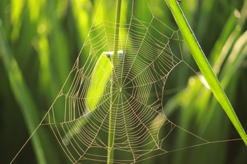 spider web in the morning dew.