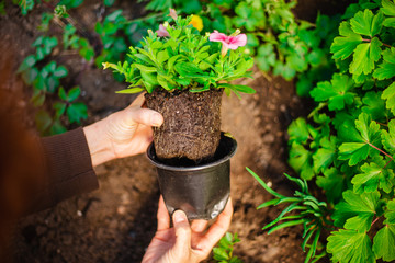 Wall Mural - Beautiful pink flower in the garden being replanted by a woman. Hands of a garderner covering a small flower prepared to be put into soil. Horticulture and home garden concept.