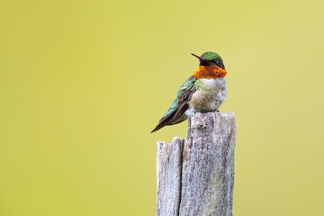 Wall Mural - portrait of a male ruby-throated hummingbird.