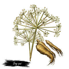 Dong quai female ginseng Angelica sinensis herb belonging to family Apiaceae, indigenous to China, digital art illustration. Yellowish brown root of plant harvested in asia, Chinese medicine plant.