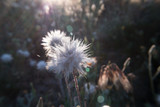 Fototapeta Dmuchawce - kwiat łąka natura wiosna promienie słońce roślina