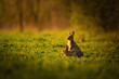 European rabbit - Oryctolagus cuniculus on a meadow