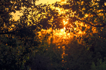 Poster - Picturesque sunset against the backdrop of a summer green orchard