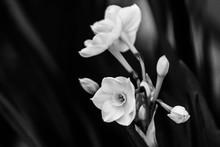 Close-up Of Daffodils