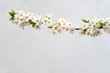 branch flowers of cherry blossomed, spring, May