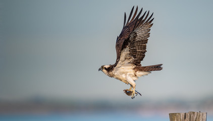 Wall Mural - An Osprey in flight with prey.