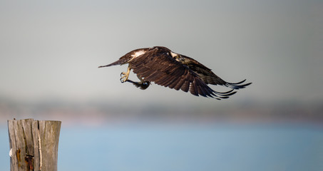 Wall Mural - An Osprey in flight with prey.