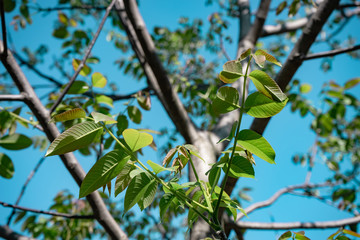Poster - Beautiful green tree look up. Background pattern for design.
