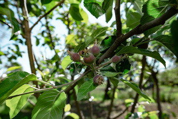 Poster - Small young pears growing on a tree background.