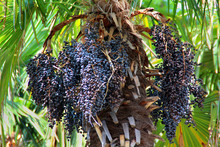 Acai Berries On A Palm Tree