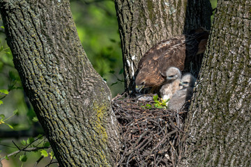 Wall Mural - a female red-tailed hawk in her nest with nestlings.