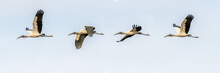 Composite Of Four Photos Of A Wood Stork (Mycteria Americana) Flying Over Merritt Island National Wildlife Refuge, Florida, USA.