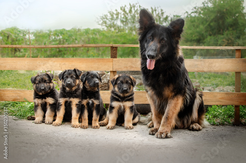 Fotomural German shepherd puppies with their mother cute family photo of dogs beautiful po