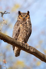 Wall Mural - a great horned owl perched on a tree limb.