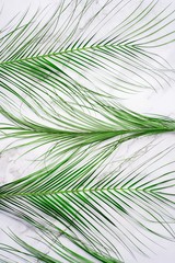 Poster - Tropical palm leaves on color background