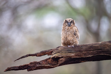 Wall Mural - a great horned owlet perched after a rainstorm.