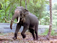 Full Length Of Chained Elephant Outdoors