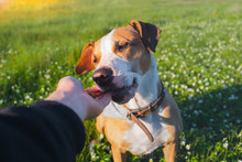 Giving A Treat To A Dog Outdoors. Human Hand Giving Food To A Puppy In Green Field, Late Spring Or Summer