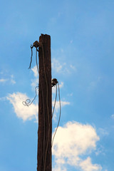 Wall Mural - The top of old wooden pole with broken electric wires. Close-up view of old abandoned wooden pole for fixing electrical wires against blue sky at sunny day. Parts of wires are hanging from a pole