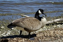 Canada Goose On Riverbank