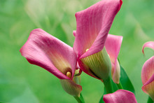 Close Up Of Pink Calla Lily Flowers.