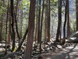 Fototapeta Tęcza - Forest in Yosemite national park, USA