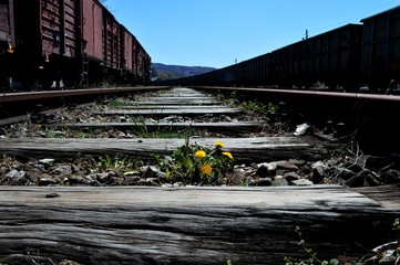 plants on the wooden thresholds of the railroad