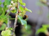 Fototapeta Zwierzęta - bee on a leaf