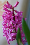 Fototapeta Zwierzęta - pink hyacinth flower