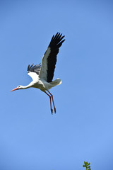 Canvas Print - oiseau cigogne