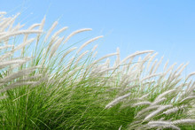 Fourtain Grass In Nature Agent Blue Sky