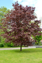 Maple (javor) Is Purple-leaf (Acer Pseudoplatanus L.) In The City Square. General View