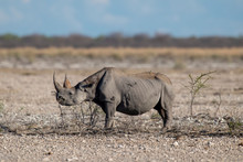 Two Rhinoceros Eat Vegetation In The Brush