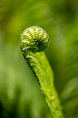 Straußenfarn Farnwedel ausrollen Matteuccia struthiopteris Rispenfarngewächse Sporangien Spirale Symbol Sinnbild Kraft leben Sprießen Wachstum Energie Frühling Jahrezeiten Zyklus Rombergpark Dortmund