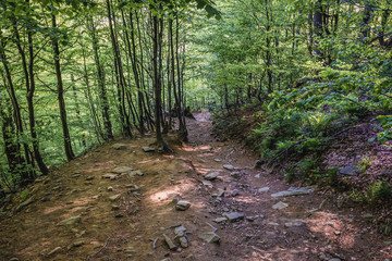 Sticker - Hiking trail on the Mount Tarnica, near Wolsate village in Bieszczady National Park, Subcarpathian Voivodeship of Poland