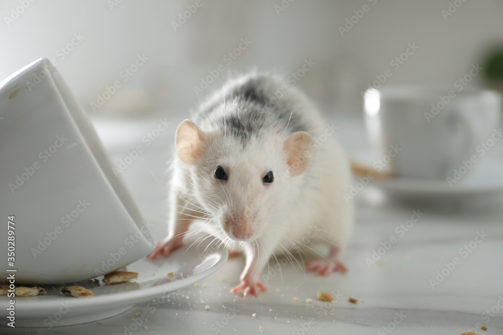 Rat near dirty dishes on table indoors, closeup. Pest control - obrazy, fototapety, plakaty 