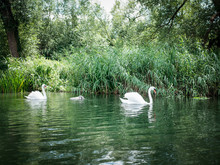 Family Of Swans On The River Thames In The Cotswolds , Oxfordshire England. UK