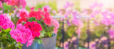 Fototapeta  - Balcony flowers, small garden with blossom of geranium