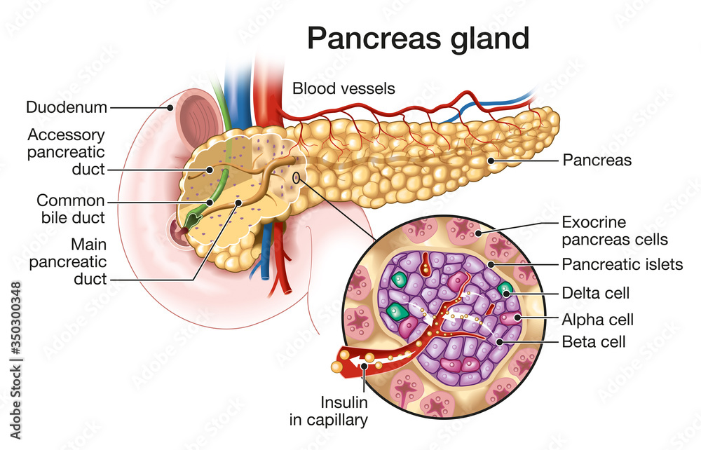 Pancreas gland with pancreatic islets, medically illustration Stock ...