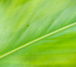 © slonme - Tree green leaf texture close up for background