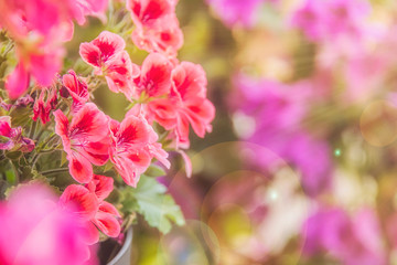 Wall Mural - Balcony flowers, small garden with blossom of geranium