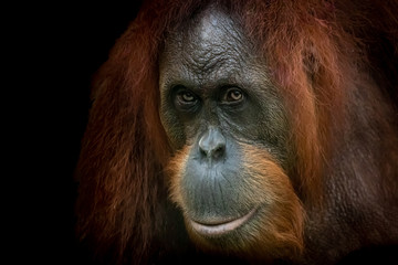 a beautiful fine art photo of an orang-utan