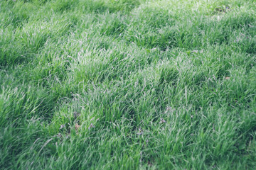 Fresh juicy green grass in the forest, field, park. Textural natural background. Copyspace.