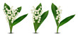 3d realistic Lilly of the valley flowers. Fragrant lily of the valley on white background. Bunch flower. Set vector illustration.