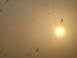 Birds Flying In Front Of The Sun