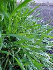 Dew covers the green grass in the town